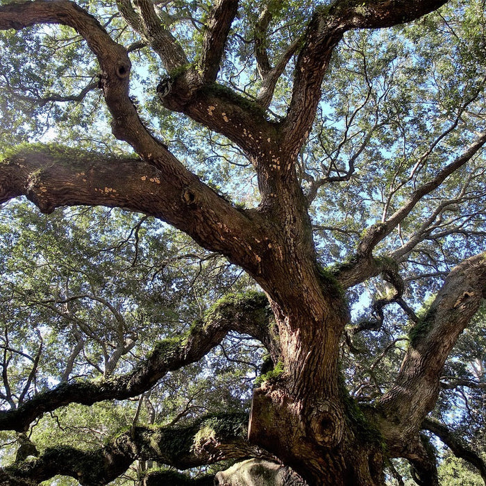 seabrook island